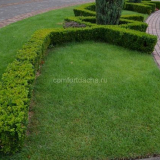 Jak zasadit trávník v zemi, který není třeba sekat